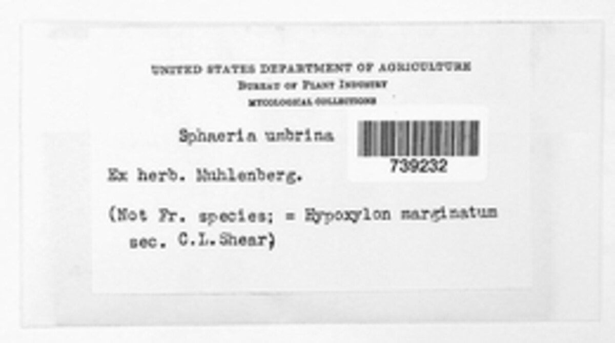 Nectria umbrina image